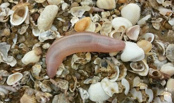 单环刺螠:又叫海肠、海肠子、沙虫925 / 作者:伤我心太深 / 帖子ID:26880
