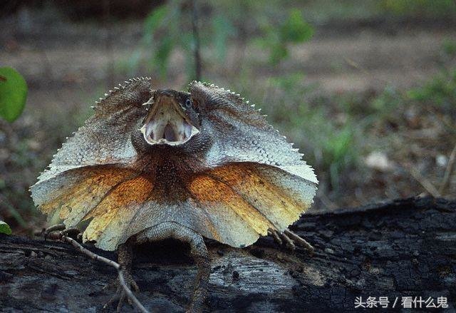 世界6大罕见动物，你认识哪几个？最后一个就像外星文明660 / 作者:山东老妖 / 帖子ID:26990