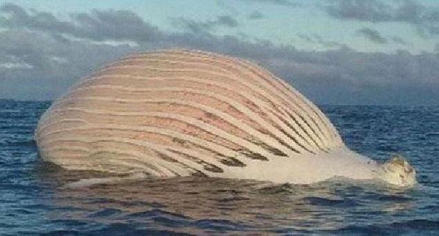 漂浮在海面上的神秘生物，疑似地外生物，走进一看闻到一阵恶臭81 / 作者:光～带 / 帖子ID:27458