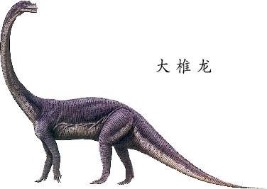 【大椎龙的资料】图片介绍759 / 作者:伤我心太深 / 帖子ID:27732