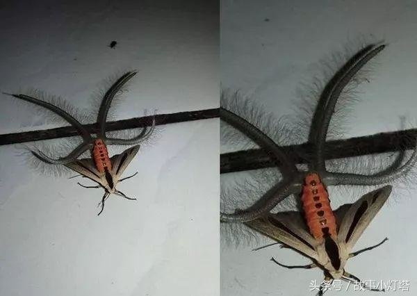 家里出现恐怖怪虫犹如地外生物，竟然是儿时经常看到的生物！590 / 作者:七七 / 帖子ID:27856