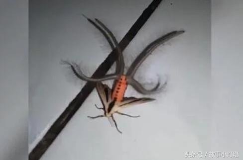 家里出现恐怖怪虫犹如地外生物，竟然是儿时经常看到的生物！148 / 作者:七七 / 帖子ID:27856