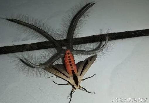 家里出现恐怖怪虫犹如地外生物，竟然是儿时经常看到的生物！292 / 作者:七七 / 帖子ID:27856