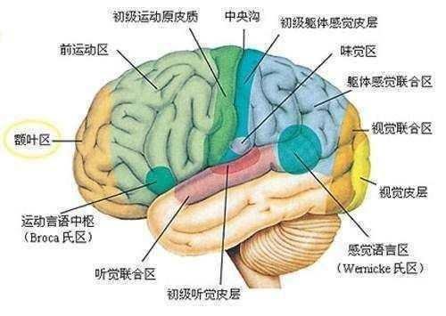 人类大脑只用了5%? 若用上100%能统治宇宙？科学家正面回答713 / 作者:光～带 / 帖子ID:27982