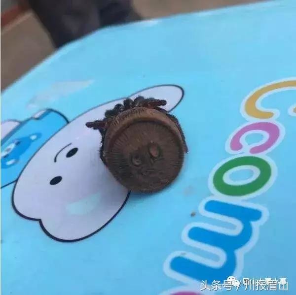眉山洪雅发现外形奇特似“外星文明”神秘物种，全中国才发现7只！452 / 作者:圣诞贝贝 / 帖子ID:28053