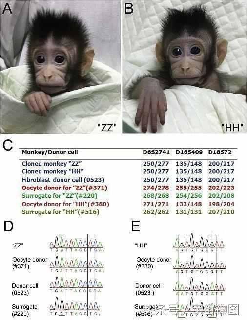 克隆猴在中国诞生,首例体细胞克隆技术真的可怕吗？195 / 作者:伤我心太深 / 帖子ID:28851