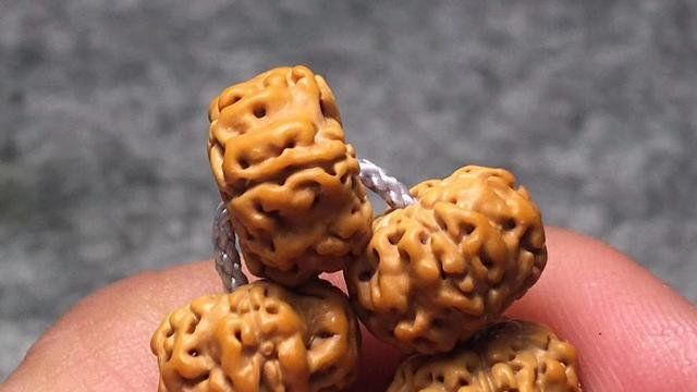国内金刚中的不明飞行物！顶级五瓣不明飞行物桩双龙小金刚菩提655 / 作者:爱心怪我 / 帖子ID:29065