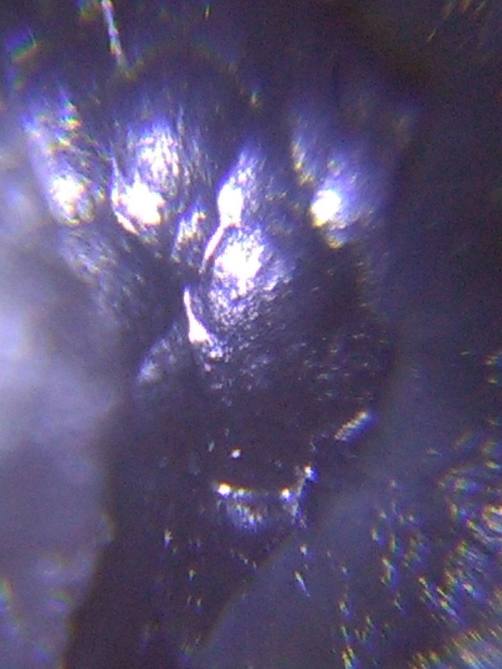 人类的起源真的和外星人有关的真实影像127 / 作者:yuanxukun / 帖子ID:29202