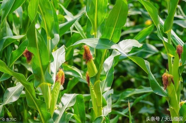 玉米生长条件及生物学特性401 / 作者:梦游人 / 帖子ID:29412