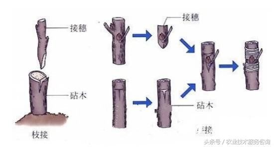 果树嫁接繁殖的特点及原理165 / 作者:suzuki3550 / 帖子ID:29413