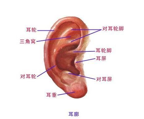 耳屎多是怎么回事，怎么清理耳屎?945 / 作者:伤我心太深 / 帖子ID:29617