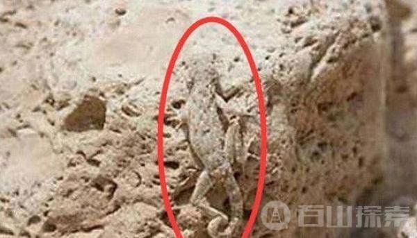 火星竟然存在史前动物 解开火星的秘密614 / 作者:wzkaizqle / 帖子ID:29742