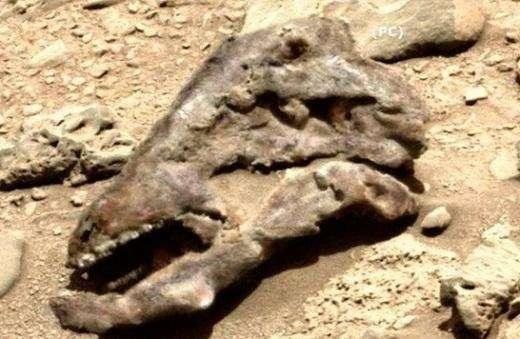 火星上发现史前动物化石，疑似是火星侏罗纪生物？943 / 作者:chromewww / 帖子ID:29839