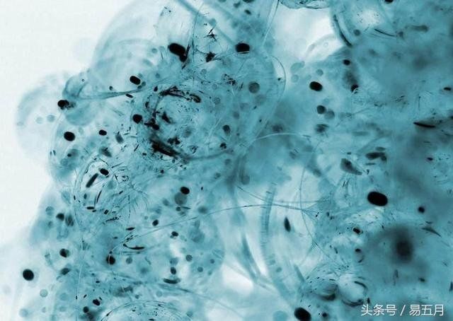 宇宙中任何生命体从诞生那刻起都有会走向死亡吗？695 / 作者:keyoulk490 / 帖子ID:29863