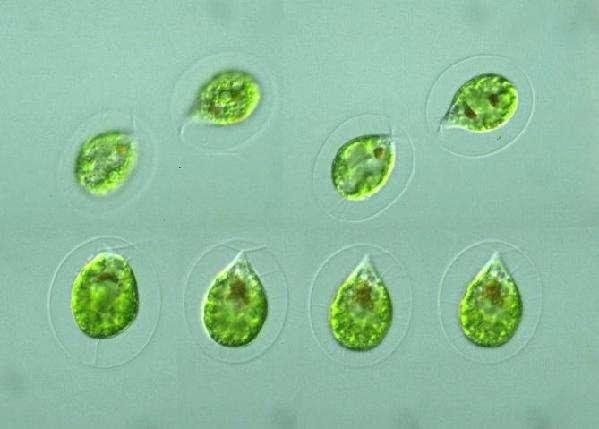 宇宙陨石中的有机物是不是生物的起源？670 / 作者:好家伙 / 帖子ID:29909
