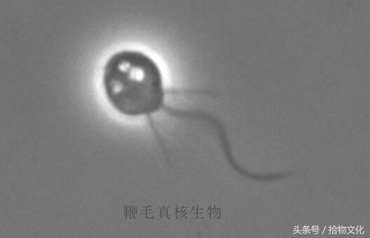 人类起源的大致过程是什么？158 / 作者:一杯咖啡 / 帖子ID:30689