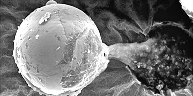 为什么有知名科学家支持地外生命起源？地球生命果真来自外星？977 / 作者:漫随 / 帖子ID:30696