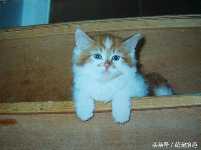 世界上最老的猫，生命力真的很顽强啊630 / 作者:twxd / 帖子ID:30913