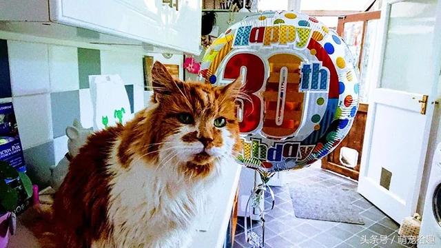 世界上最老的猫，生命力真的很顽强啊311 / 作者:twxd / 帖子ID:30913