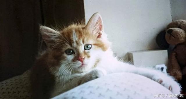 世界上最老的猫，生命力真的很顽强啊141 / 作者:twxd / 帖子ID:30913