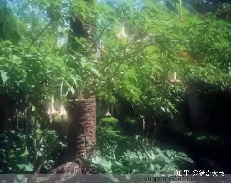 历史上惨遭封杀的神秘事件，胆小者慎入！553 / 作者:lcd7171 / 帖子ID:31089