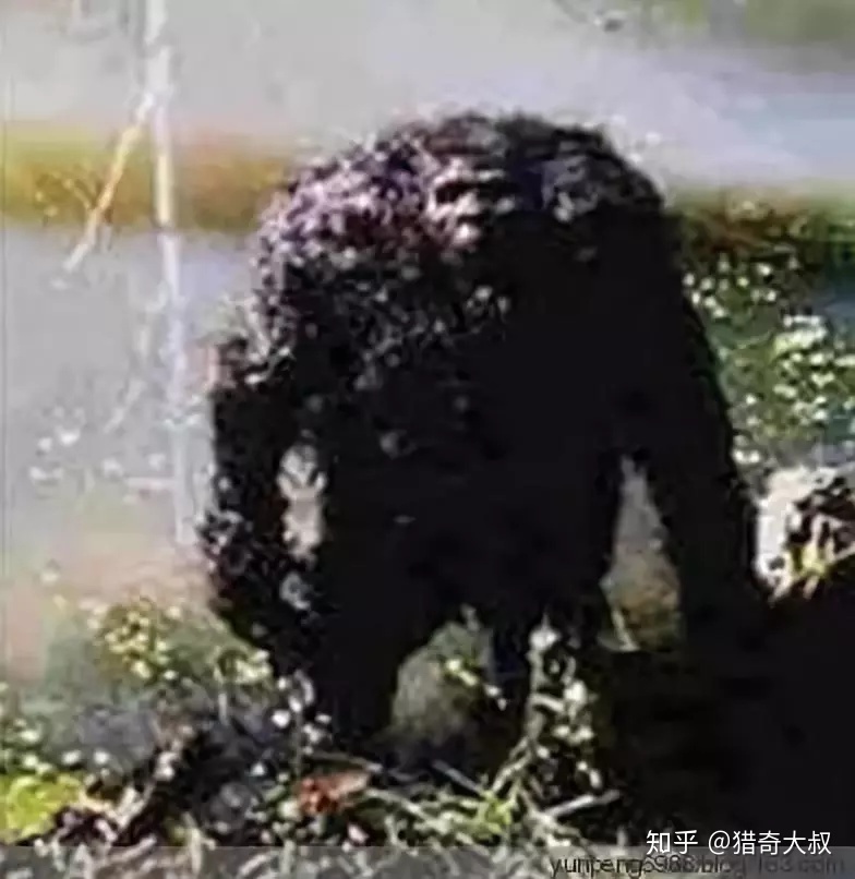 历史上惨遭封杀的神秘事件，胆小者慎入！736 / 作者:lcd7171 / 帖子ID:31089