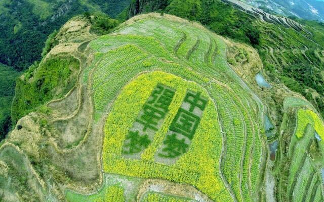 麦田怪圈是怎样形成的？308 / 作者:522008 / 帖子ID:31330