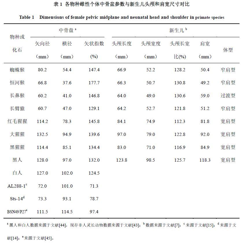 【人类起源新解】女性骨盆演化及其面对面交配起因解释484 / 作者:kevinbe888 / 帖子ID:31392