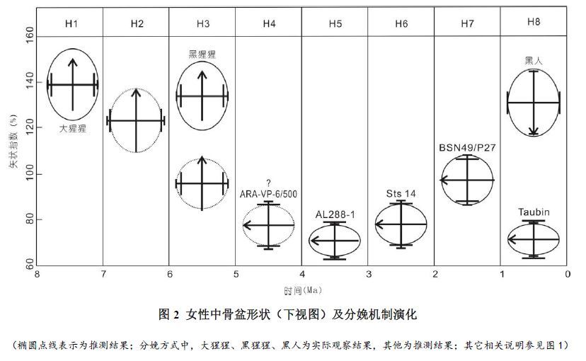 【人类起源新解】女性骨盆演化及其面对面交配起因解释584 / 作者:kevinbe888 / 帖子ID:31392