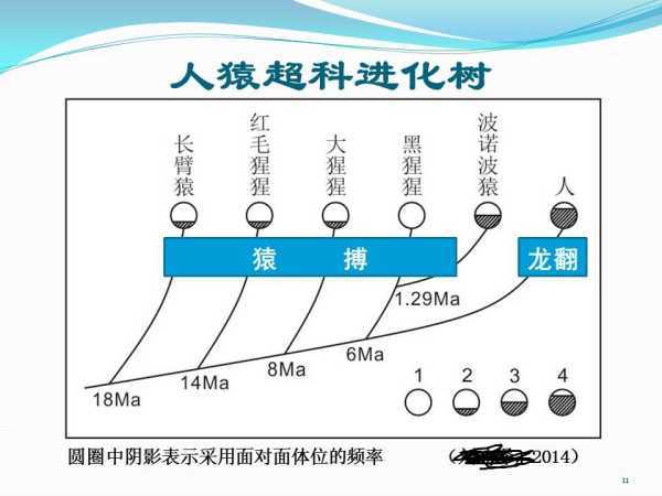 【人类起源新解】古人面对面交配吗？30 / 作者:的关法规范化 / 帖子ID:31401