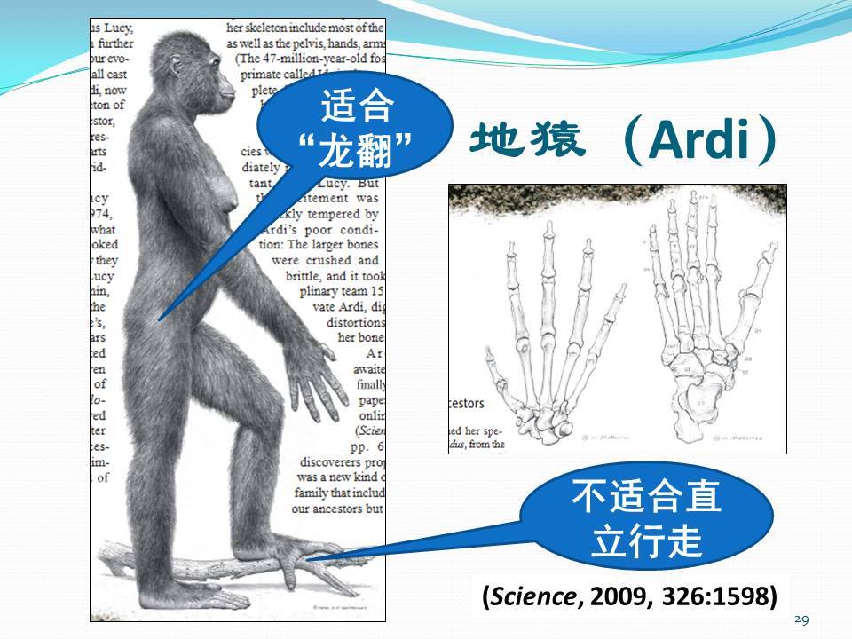 人类起源的大致过程是什么？615 / 作者:YYYLLLYYY888 / 帖子ID:31405
