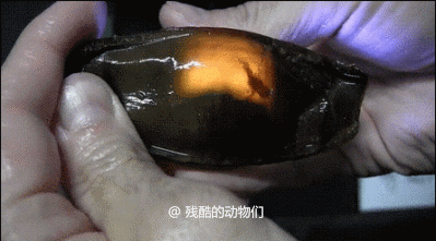 一起看看神奇世界---各种惊奇的事都有997 / 作者:UFO外星人爱好者 / 帖子ID:31695