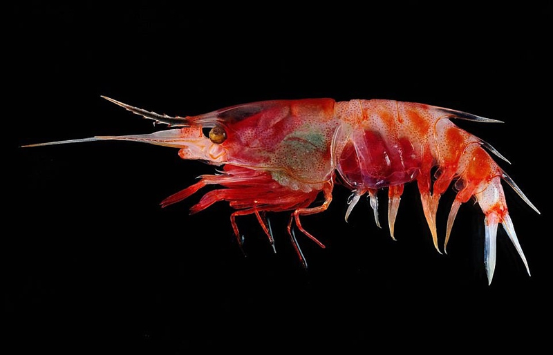 印尼海域发现多种怪异深海生物475 / 作者:UFO外星人爱好者 / 帖子ID:31809