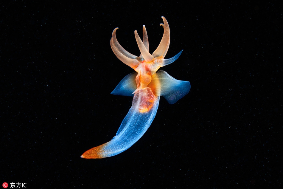 海洋生物千奇百怪的形态：惊艳的深海尤物458 / 作者:UFO外星人爱好者 / 帖子ID:31795