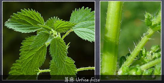 来了解一下植物带给人的甜酸苦咸鲜肥268 / 作者:UFO外星人爱好者 / 帖子ID:31786