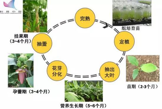 我们吃的香蕉是“替补”品种？588 / 作者:UFO外星人爱好者 / 帖子ID:31783