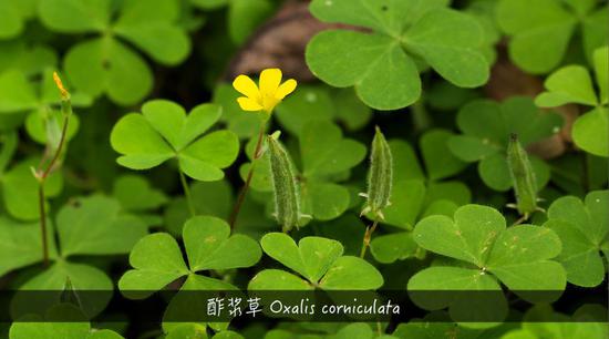 来了解一下植物带给人的甜酸苦咸鲜肥451 / 作者:UFO外星人爱好者 / 帖子ID:31786