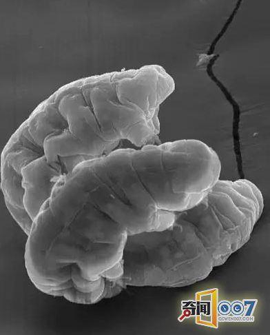 地球上唯一的不死生物 能称霸整个宇宙311 / 作者:流氓插件 / 帖子ID:31911