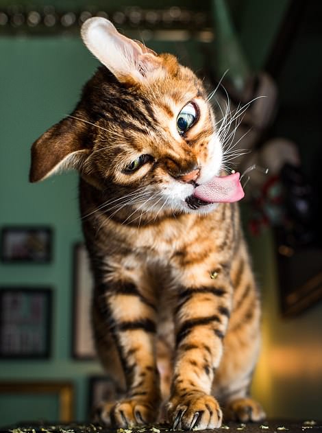 好笑！猫咪吸食猫薄荷后的反应好滑稽165 / 作者:UFO外星人爱好者 / 帖子ID:32203
