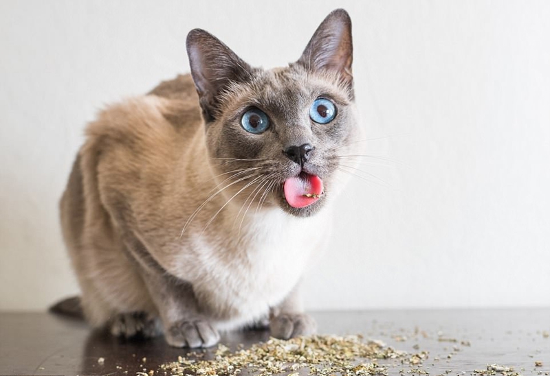 好笑！猫咪吸食猫薄荷后的反应好滑稽5 / 作者:UFO外星人爱好者 / 帖子ID:32203
