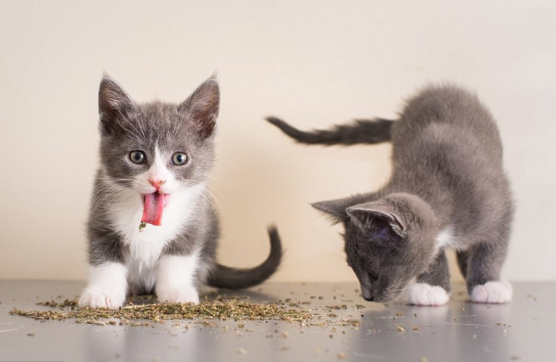 好笑！猫咪吸食猫薄荷后的反应好滑稽872 / 作者:UFO外星人爱好者 / 帖子ID:32203