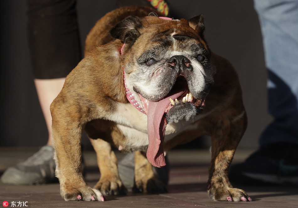 :英国斗牛犬“丑压群犬”：2018世界最丑狗评选出炉679 / 作者:UFO外星人爱好者 / 帖子ID:32238