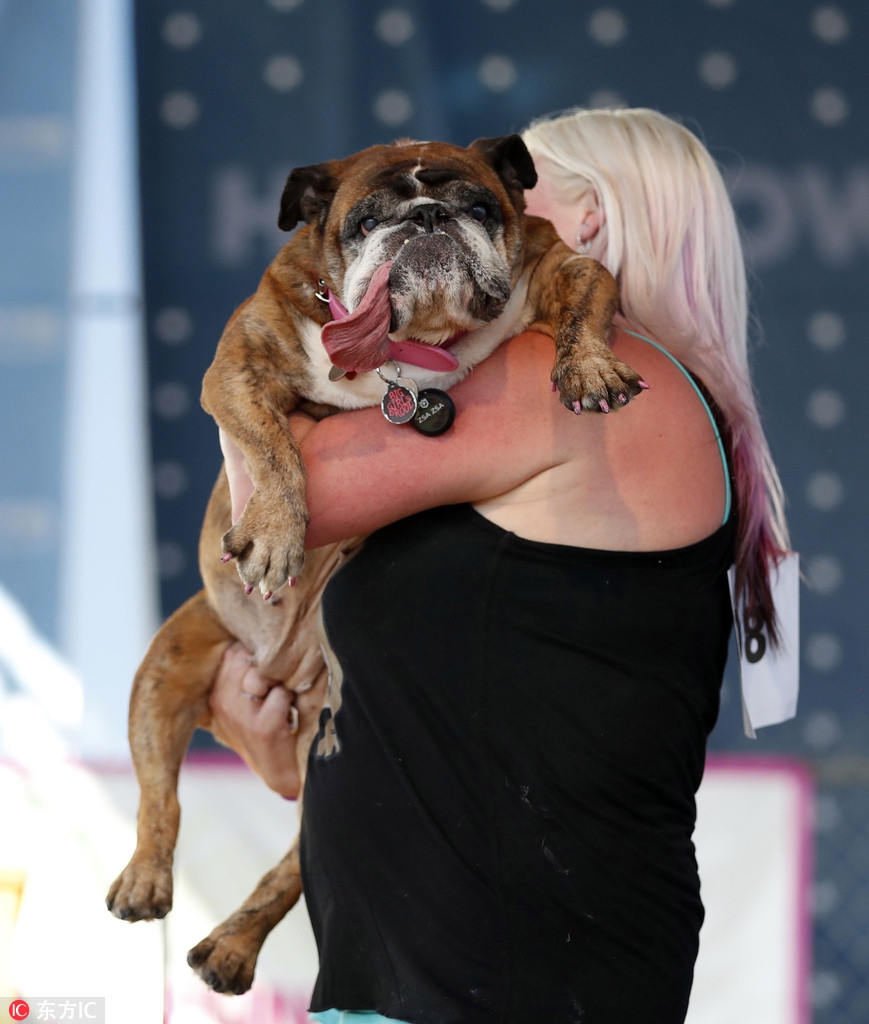 :英国斗牛犬“丑压群犬”：2018世界最丑狗评选出炉275 / 作者:UFO外星人爱好者 / 帖子ID:32238