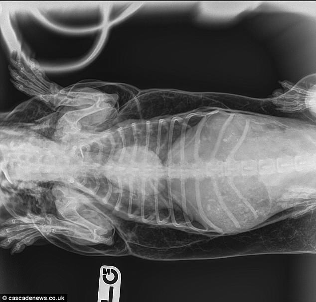 英一腊肠狗因气管穿孔体积暴增！罕见怪病！249 / 作者:UFO外星人爱好者 / 帖子ID:32359