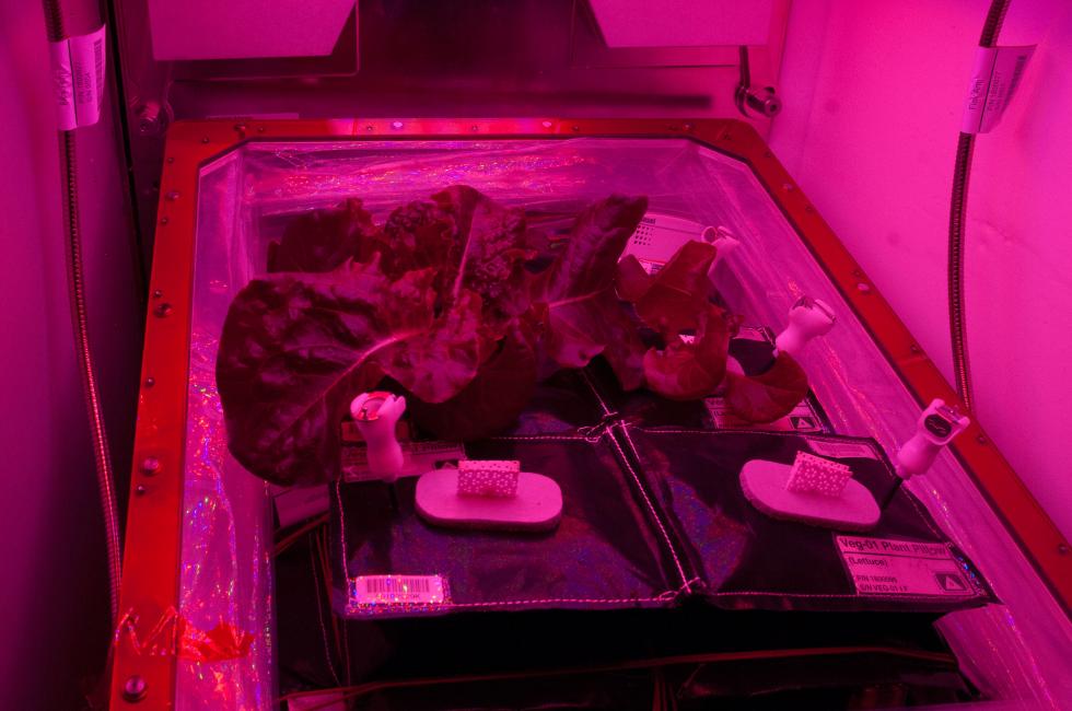 他们正在尝试在国际空间种植蔬菜692 / 作者:UFO外星人爱好者 / 帖子ID:32498 他们正在尝试在国际空间种植蔬菜692 / 作者:UFO外星人爱好者 / 帖子ID:32498
