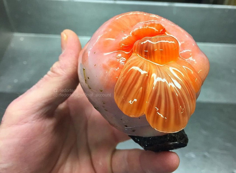 海洋“外星”生物?造型奇特、体型怪异引关注715 / 作者:UFO外星人爱好者 / 帖子ID:32521