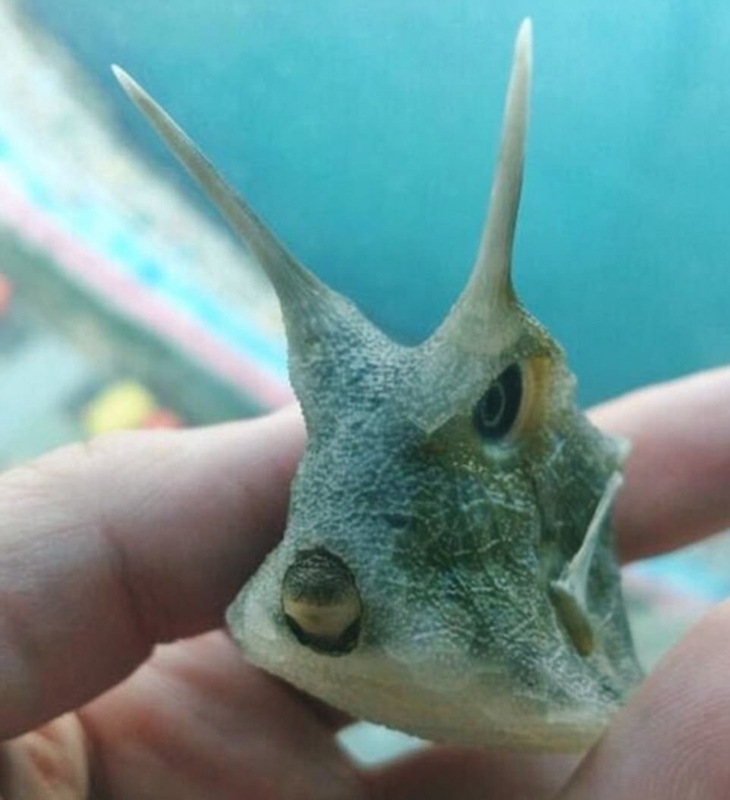 海洋“外星”生物?造型奇特、体型怪异引关注725 / 作者:UFO外星人爱好者 / 帖子ID:32521