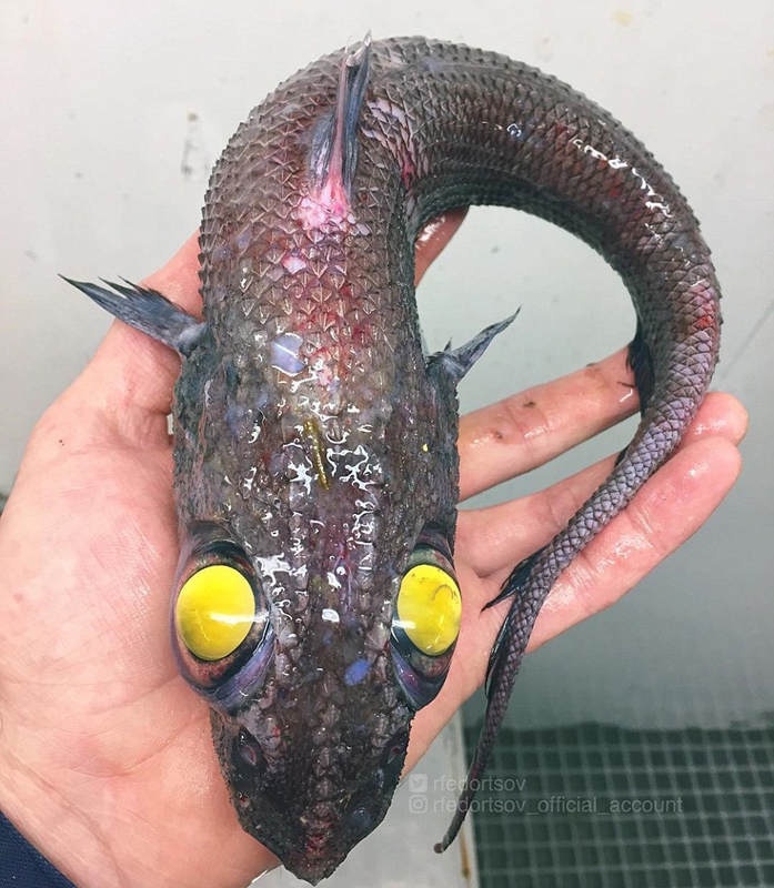海洋“外星”生物?造型奇特、体型怪异引关注501 / 作者:UFO外星人爱好者 / 帖子ID:32521