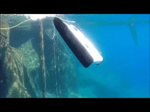 遥控潜水器近距离拍摄大白鲨67 / 作者:UFO外星人爱好者 / 帖子ID:32774