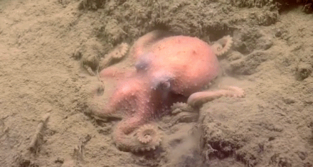 探索海底世界！发现另类生物！394 / 作者:UFO外星人爱好者 / 帖子ID:32768